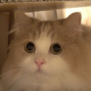 Discord Avatar