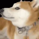 doggoe6