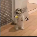 thenpcsforlife1#1951's avatar