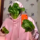 jacoblettuce