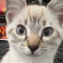 Discord Avatar