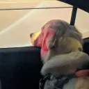 rat.tickler