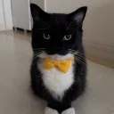 cuckis_chuyin