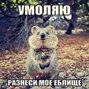 mr1nik