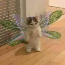isabella.xp