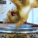 muncycruncy