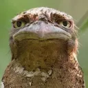 frogmouth_