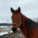 neapolitan316 avatar