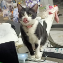 avatar lại là anm