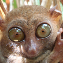 avatar 𝑩𝒂𝒋𝒌𝒂 (𝑻𝑩𝑴)