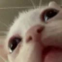 alexmangue