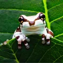 veebsthefrog
