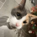 cali01485