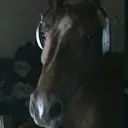 moose1131