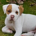 ._janine_.