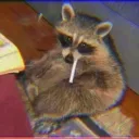 raccoon0512