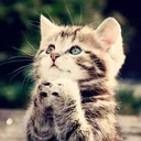 daacoolcat