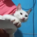 haydehorchata
