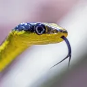 serpentfriend