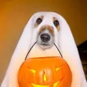 dogzundertime