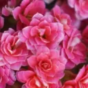 thepinkestflower3578