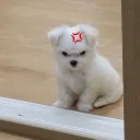 abbbyf_