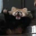 holypanda9815