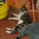 lurxio