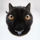 thebestmemecat