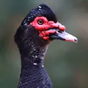 mrnotsoevil