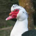 mrnotsoevil