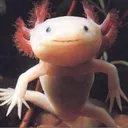 corrabh