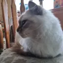 antonyisbwos