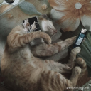 Discord Avatar