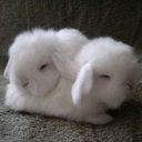 avatar #bunny