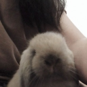 avatar #bunny