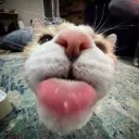 liwons