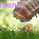 geckyo