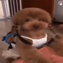 bdelloidbrick10 avatar