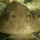 dinpey