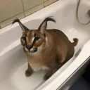 themosthandsomepotato