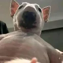birdeat3