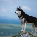 kkraks
