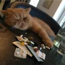 wherestofu