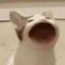 banhmidaydukhongot avatar