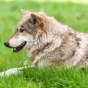 eclipse_moon_wolf2725