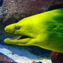 _eel__