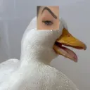 ipascuda