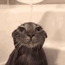 avatar solidarkassassin