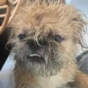 schnappithekrokodil